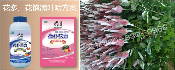 花卉也需要微補(bǔ)嗎？