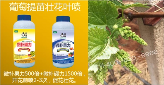 葡萄萌芽期如何預(yù)防倒春寒？