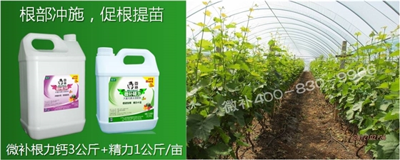 葡萄萌芽期如何預(yù)防倒春寒？