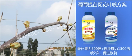 獼猴桃萌芽期如何施肥，才能促進萌芽齊、萌芽壯？