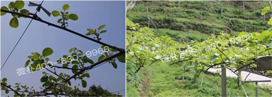 獼猴桃萌芽期如何施肥，才能促進萌芽齊、萌芽壯？