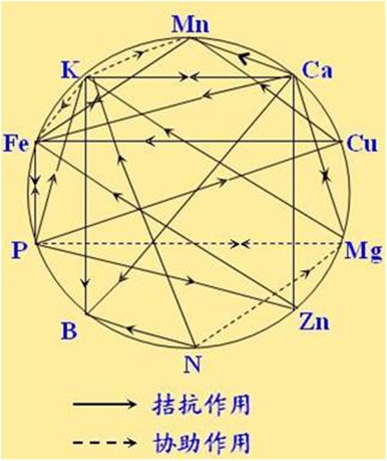 原料型鉀肥和鎂肥為什么會(huì)發(fā)生拮抗？
