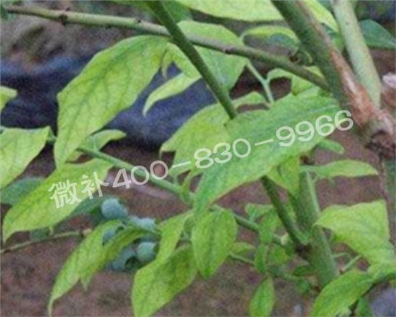 藍(lán)莓黃葉是缺素還是病害？