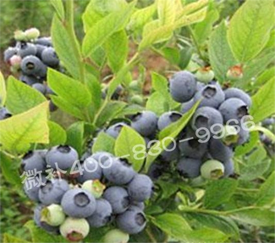 藍(lán)莓黃葉是缺素還是病害？