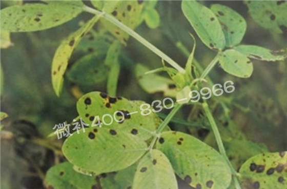 花生缺鉀與花生葉斑病有什么區(qū)別？