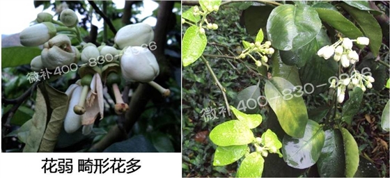 蜜柚促花壯花除了補(bǔ)磷還需要補(bǔ)硼鋅？