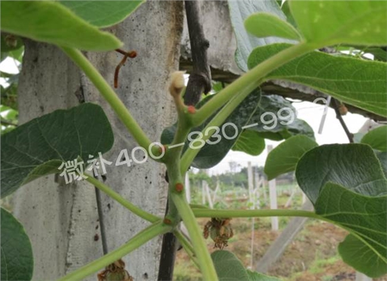 獼猴桃缺鈣對(duì)抽梢開(kāi)花有什么影響？