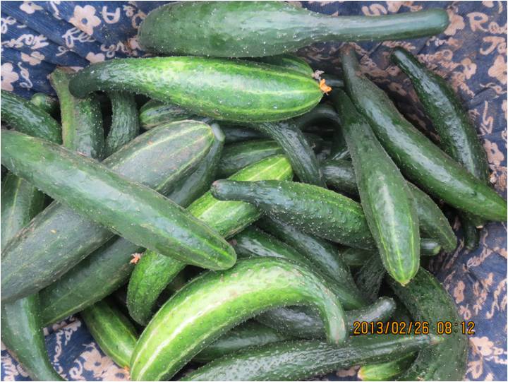 #微肥課堂#黃瓜味苦，天氣or肥料，到底誰之過？