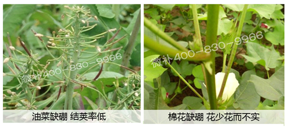 春季作物為什么需要大量用硼肥？