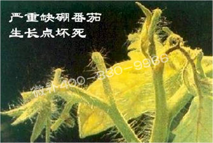 莖尖枯死，到底是缺硼還是缺鈣？