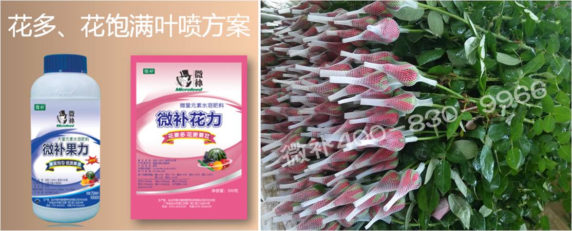 花卉也需要微補(bǔ)嗎？