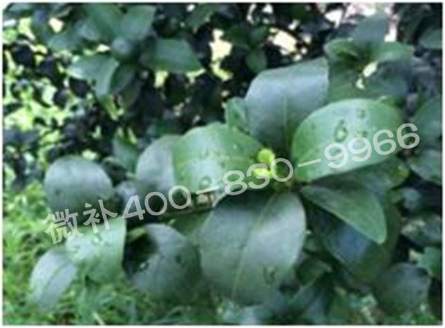 柑橘春梢弱，難抽發(fā)，到底是什么原因？