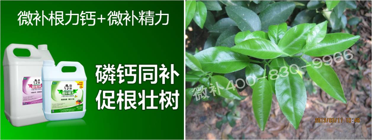 柑橘春梢弱，難抽發(fā)，到底是什么原因？