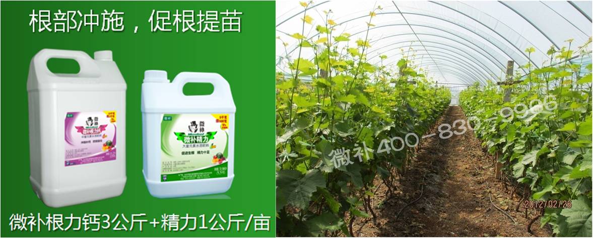 葡萄萌芽期如何預(yù)防倒春寒？