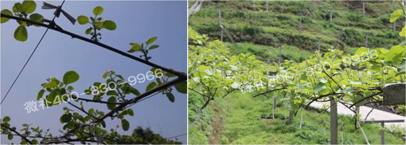 獼猴桃萌芽期如何施肥，才能促進(jìn)萌芽齊、萌芽壯？