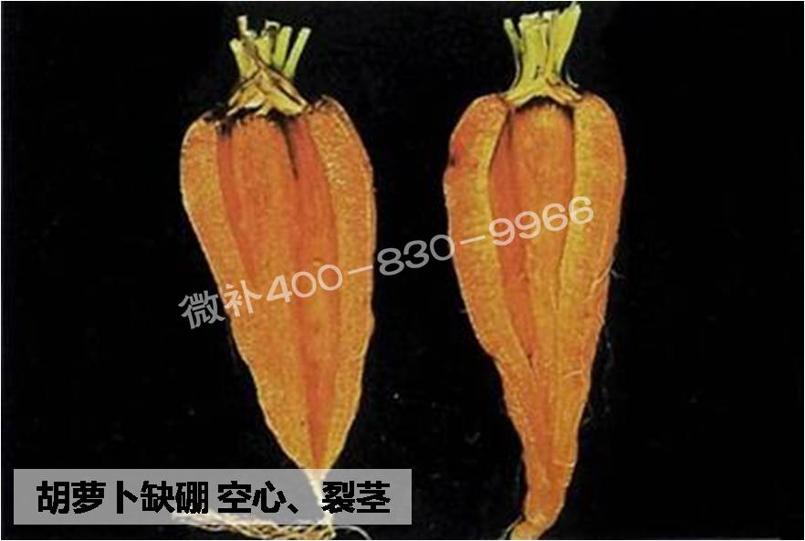 大田作物缺硼，就用高生物活性海藻液體硼，補硼更有效！