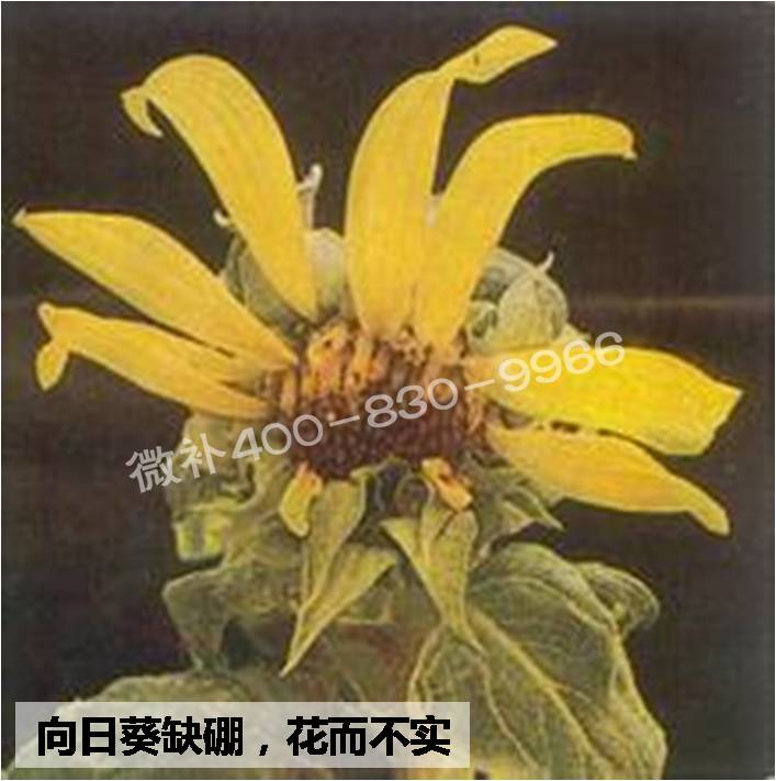 大田作物缺硼，就用高生物活性海藻液體硼，補硼更有效！