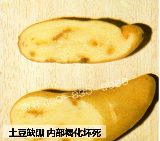 大田作物缺硼，就用高生物活性海藻液體硼，補硼更有效！