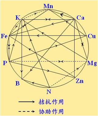 原料型鉀肥和鎂肥為什么會(huì)發(fā)生拮抗？