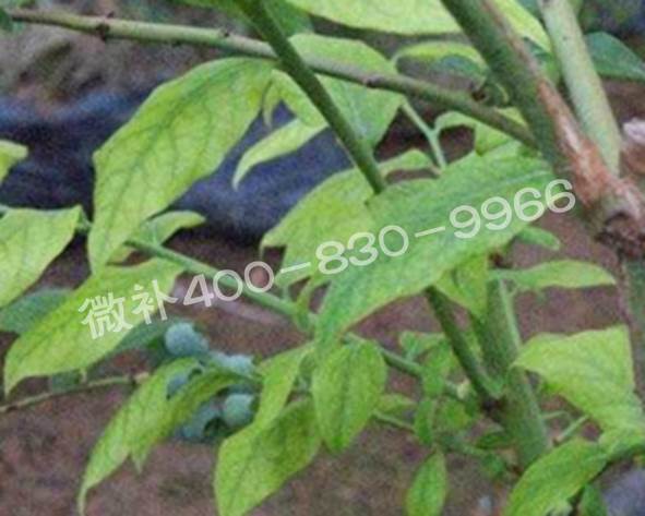 藍莓黃葉是缺素還是病害？