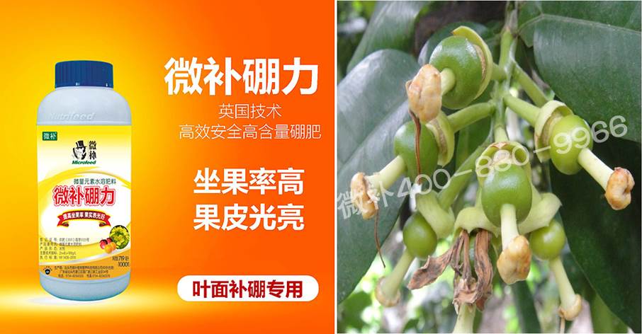 蜜柚促花壯花除了補磷還需要補硼鋅？