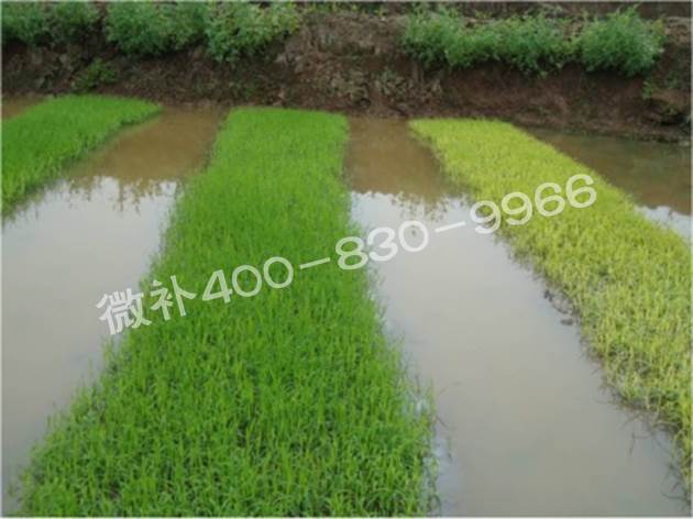 水稻黃秧、爛秧怎么辦？
