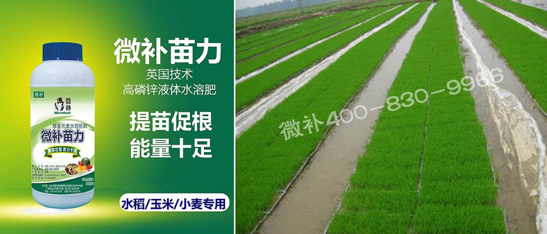 水稻黃秧、爛秧怎么辦？