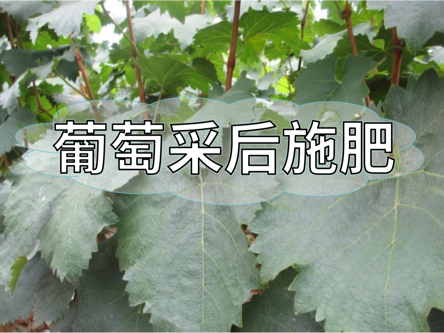 高產(chǎn)葡萄園采后如何施肥？