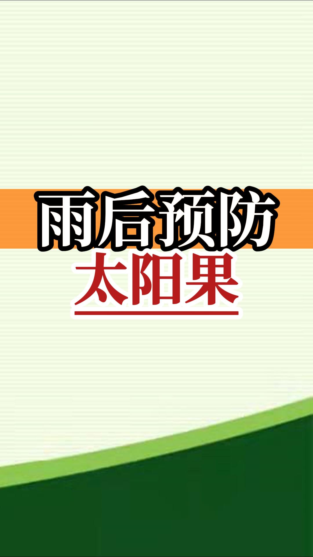 雨后高溫柑橘更易曬傷，及時(shí)管理預(yù)防太陽(yáng)果