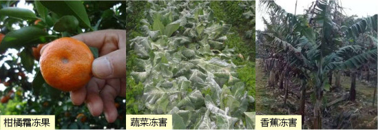 讓作物安全過冬的實用小妙招，速看