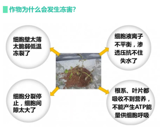讓作物安全過冬的實用小妙招，速看