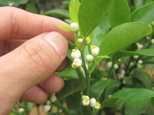 沃柑茂谷柑來花多要疏花，促花工作就不做了，小心花多不壯