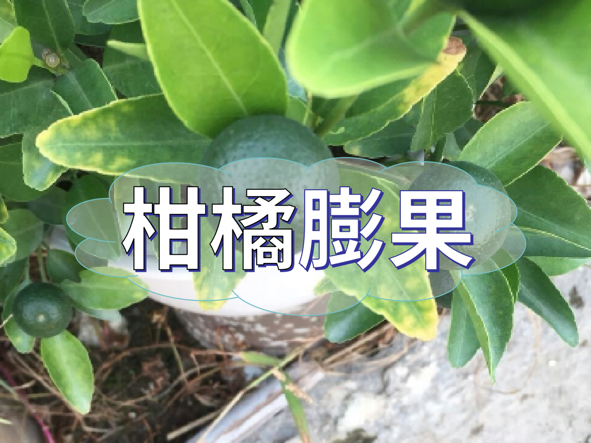 柑橘膨果慢？膨果并非多補(bǔ)鉀這么簡(jiǎn)單！
