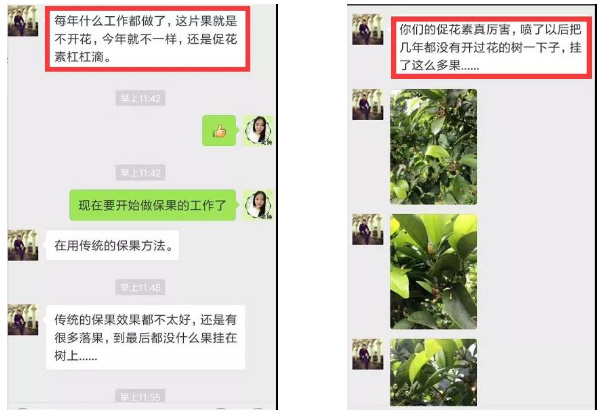 秋梢期，柑橘果農(nóng)都在做這件事……