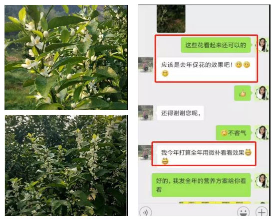 秋梢期，柑橘果農(nóng)都在做這件事……