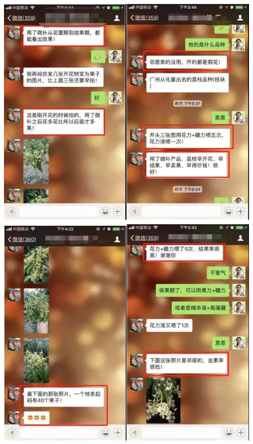 荔枝園連年高產(chǎn)，秘訣在這里