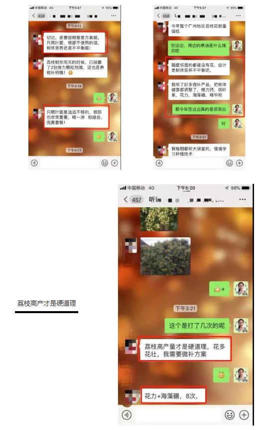 荔枝園連年高產(chǎn)，秘訣在這里