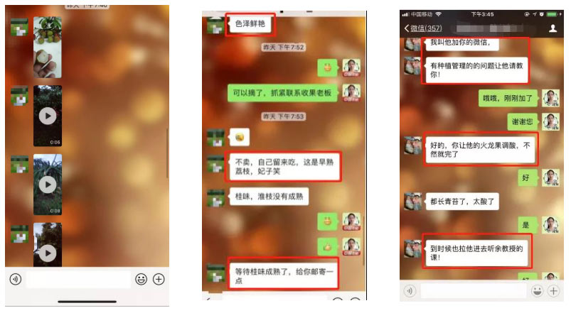 荔枝園連年高產(chǎn)，秘訣在這里